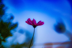 何気ない陽だまりに揺れている