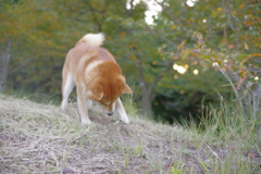 丸い石コロコロ