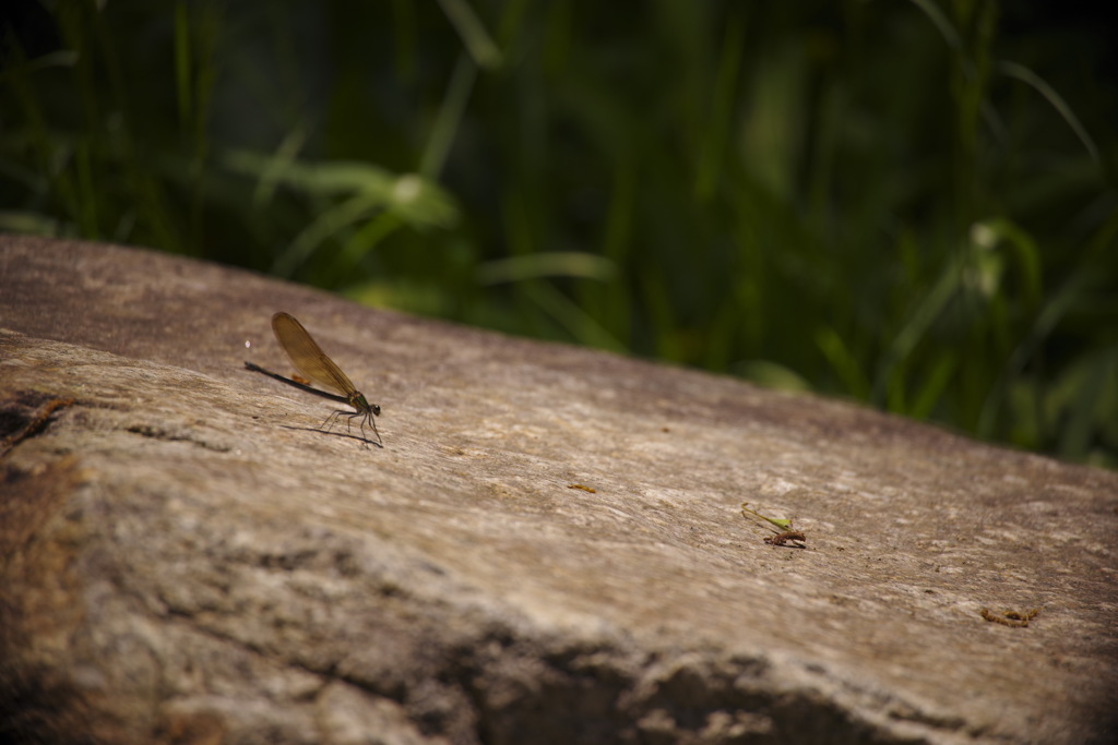 強く儚いもの達