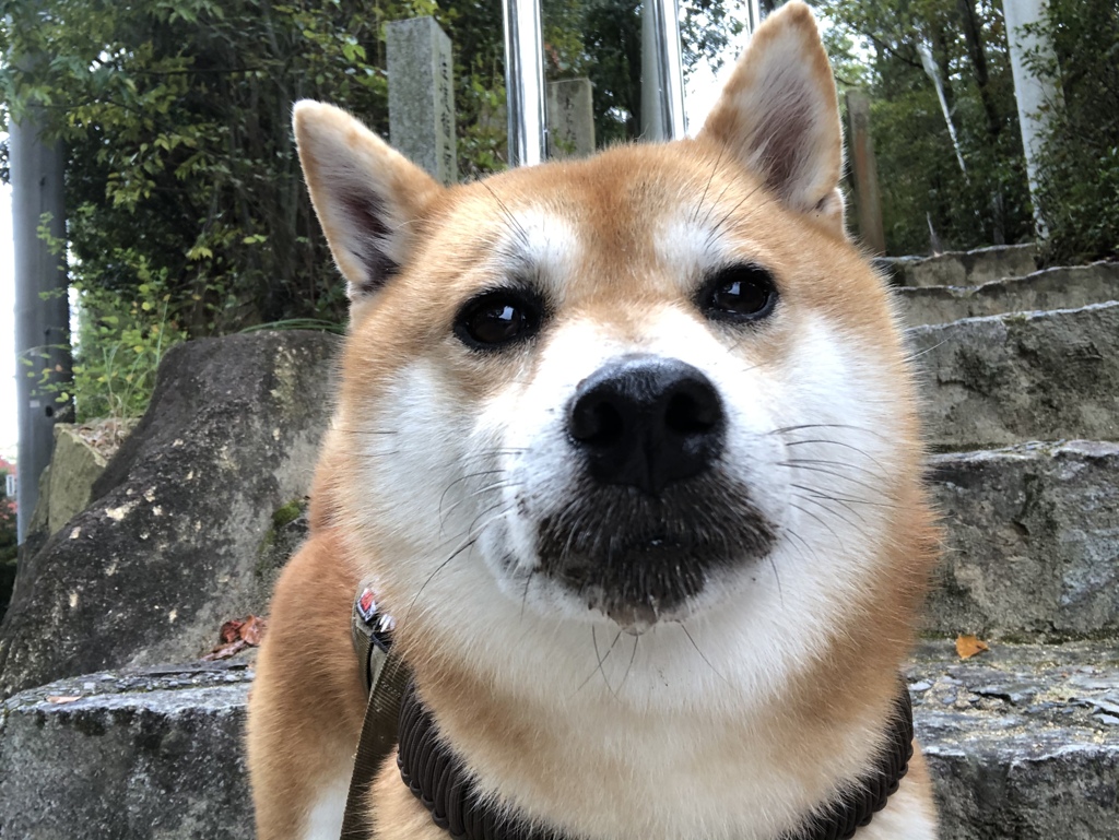 黒いタラコ