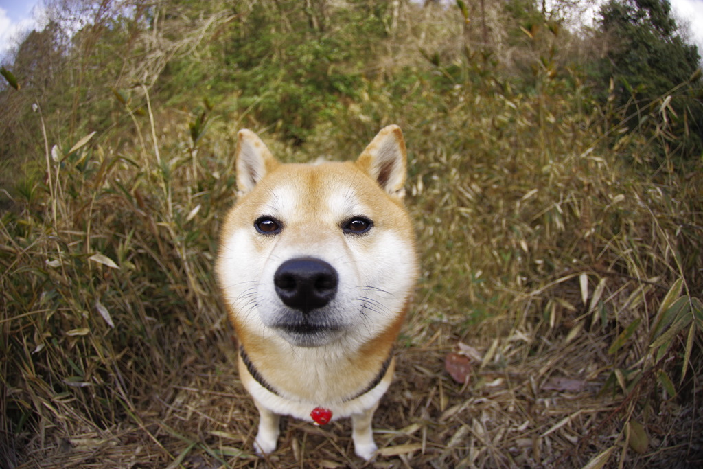 2頭身だよシバえもん