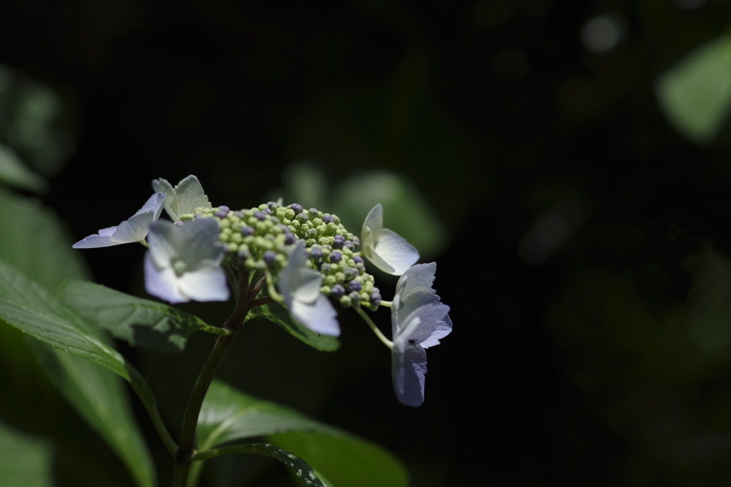 陽の光を求めて