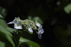 陽の光を求めて