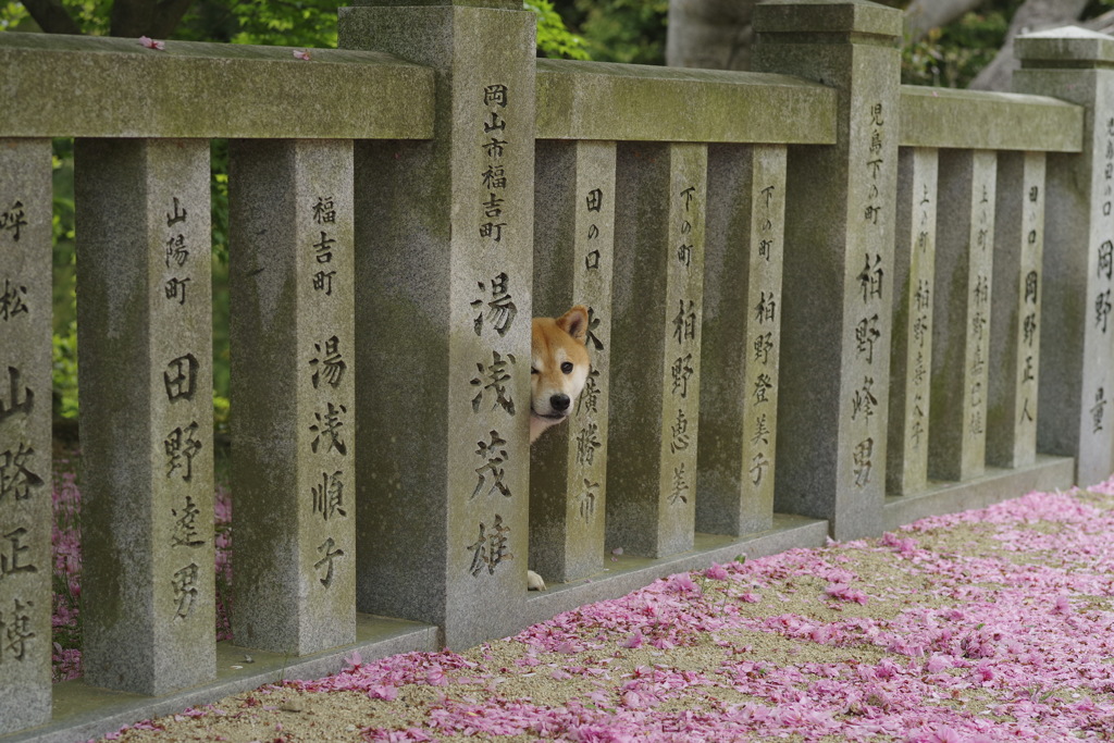 ひょっこりトン