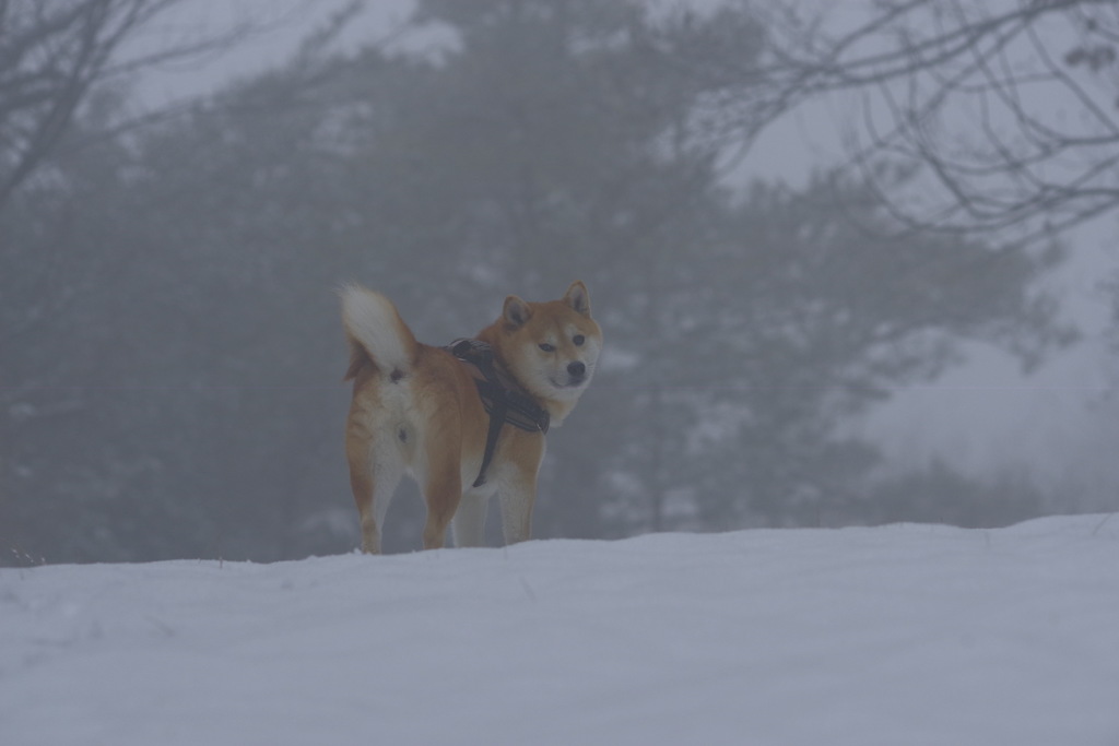 足手まとい