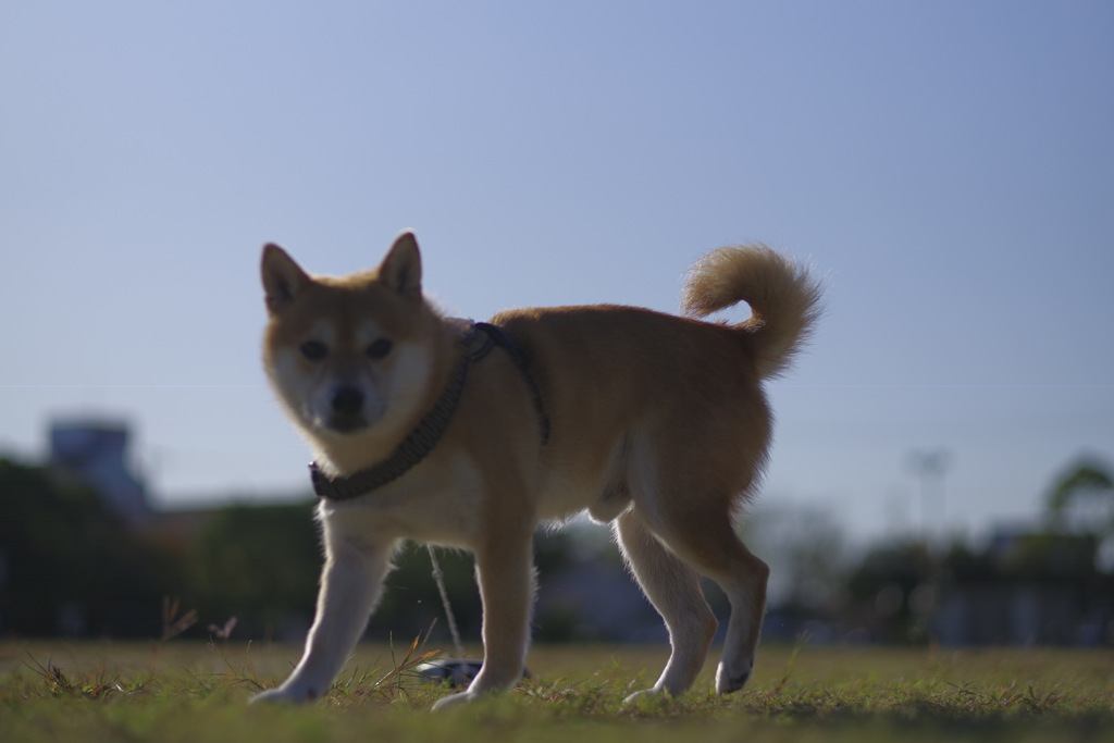 早朝の公園