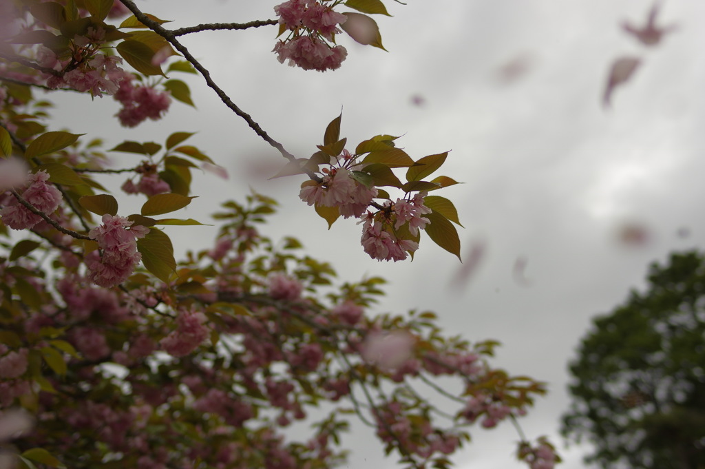 八重桜