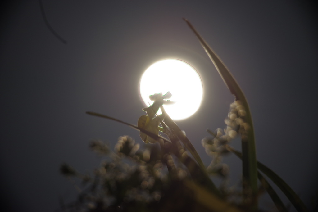 招かれざるもの