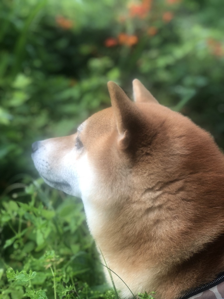 梅雨明けました