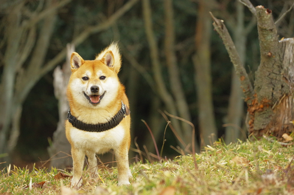 短