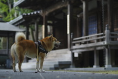 夕暮れさんぽタイム