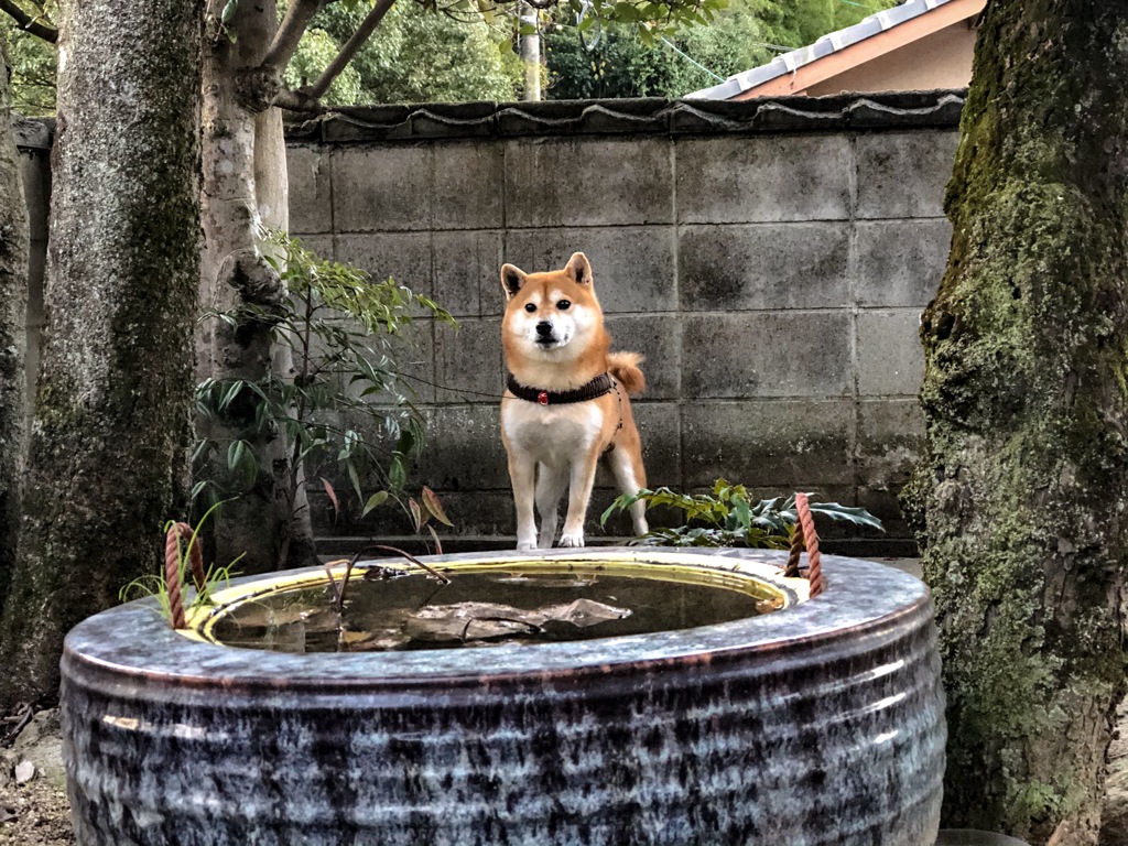 大きな火鉢、小さなトンちゃん