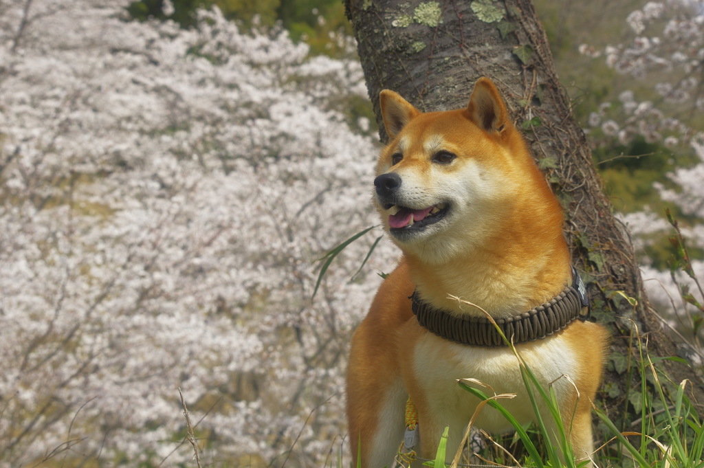 花よりワンコ