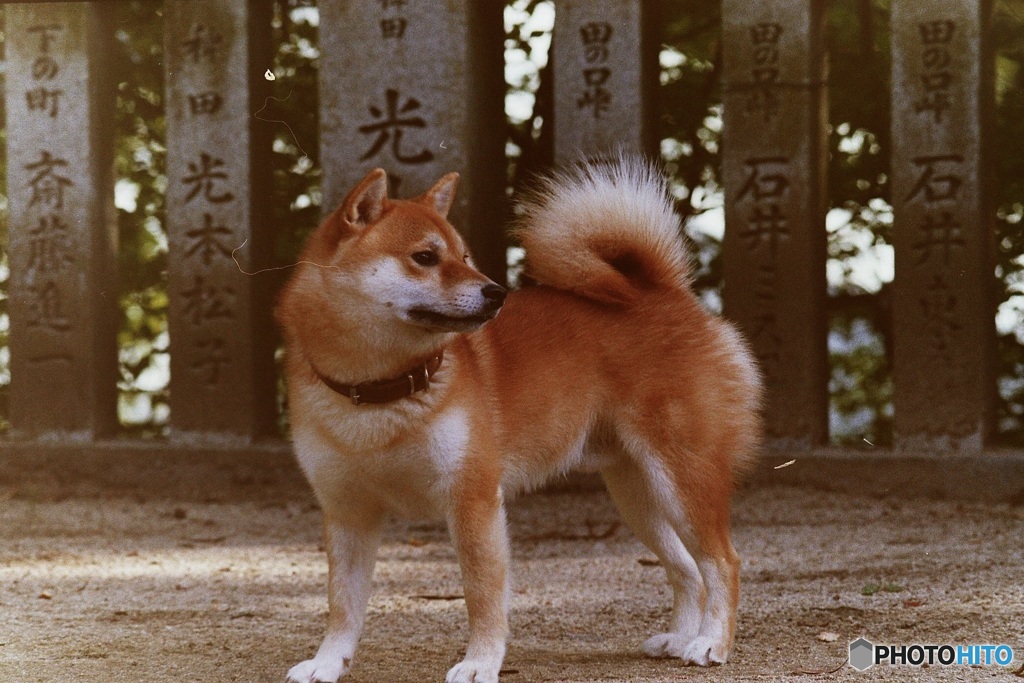 境内にて