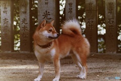 境内にて