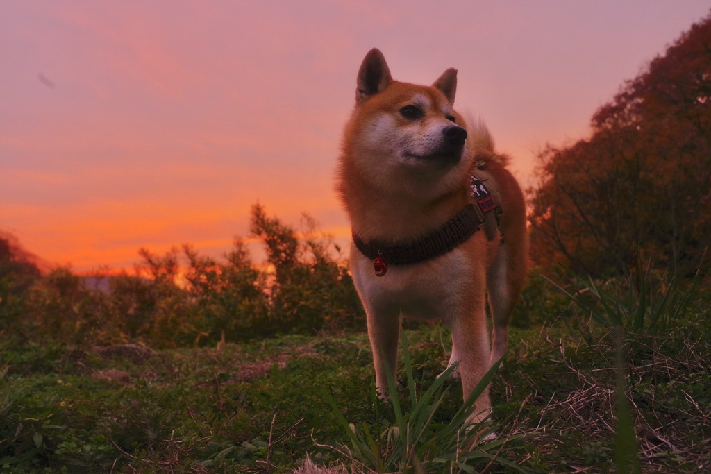 夕焼け小焼け