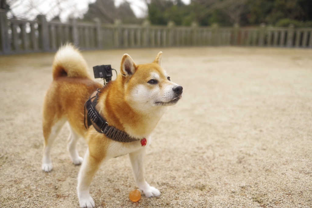 今日はカメラマン