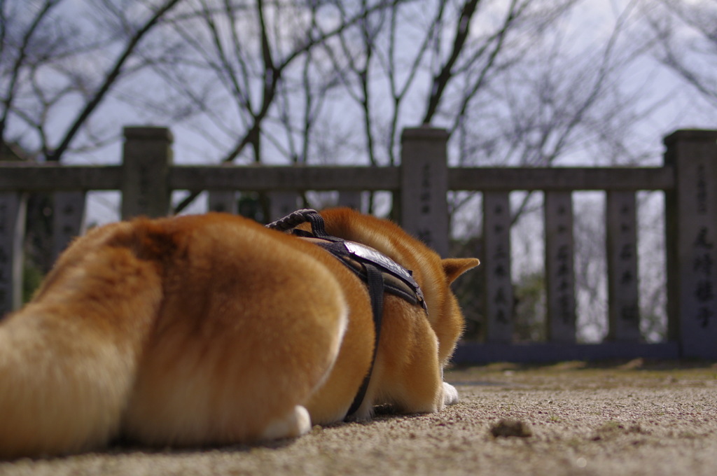 ナマコごっこ