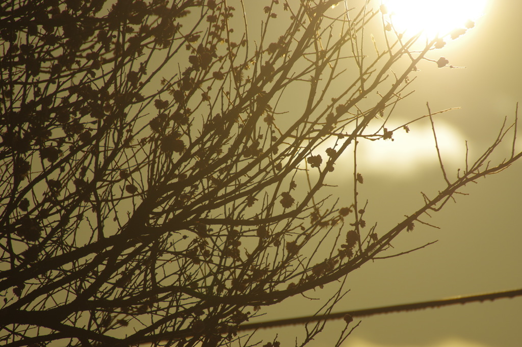 梅の木と朝日