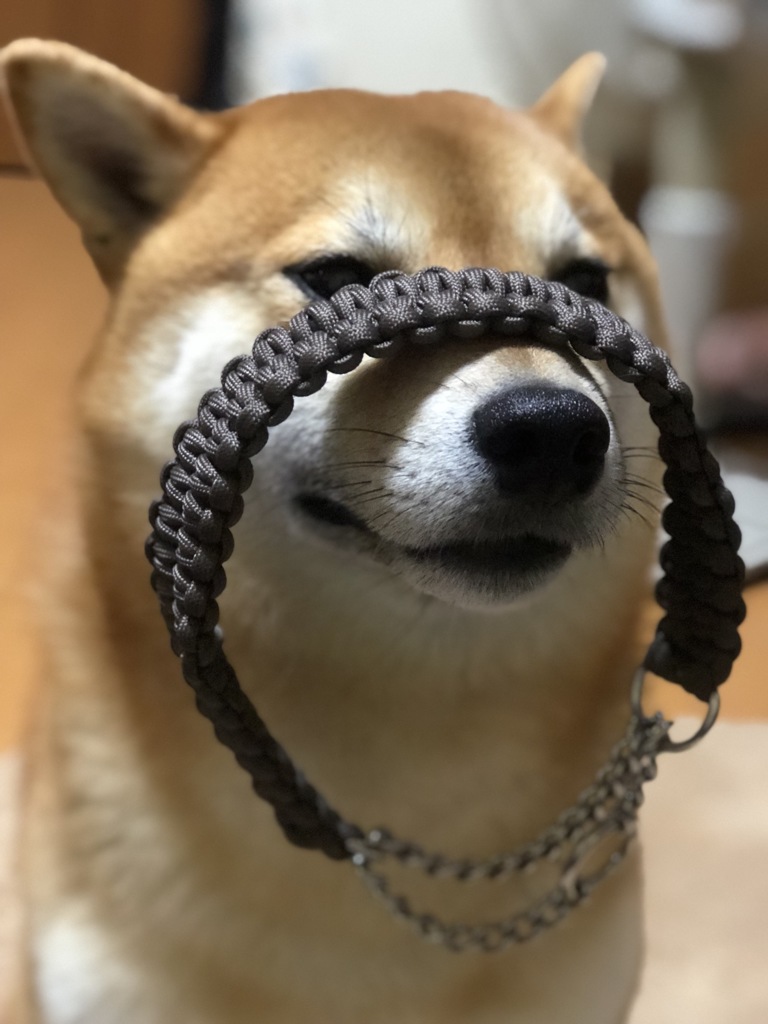 モデル