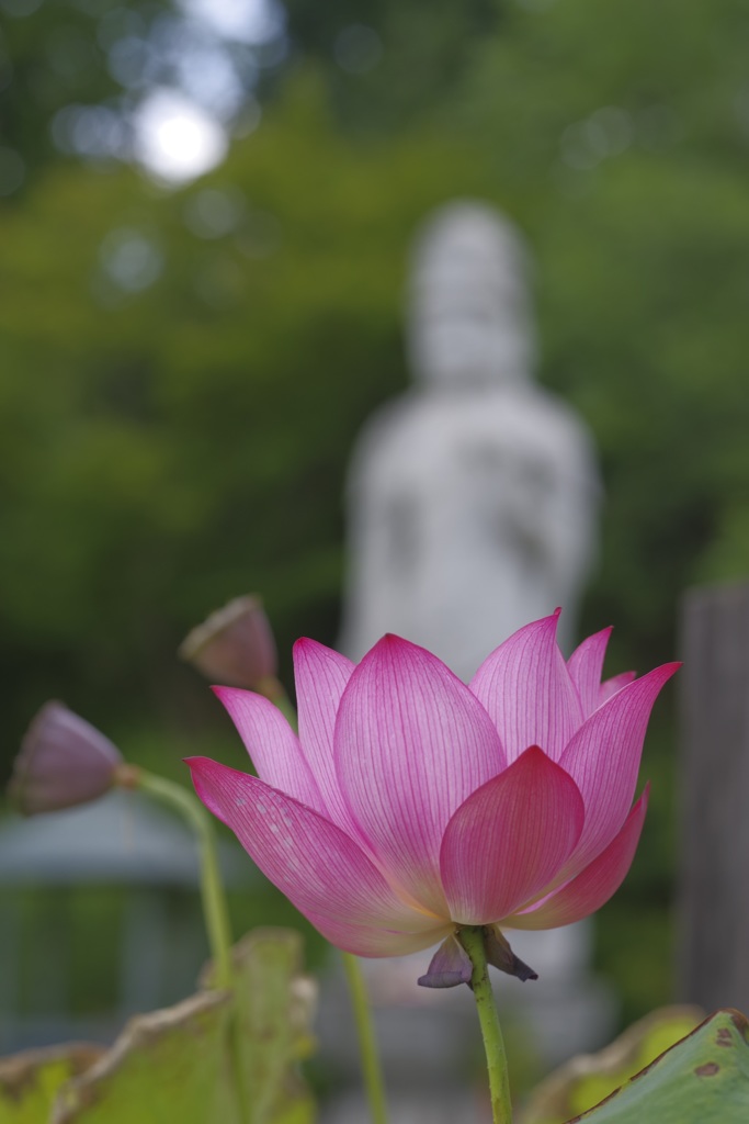 罰当たりな寺の蓮