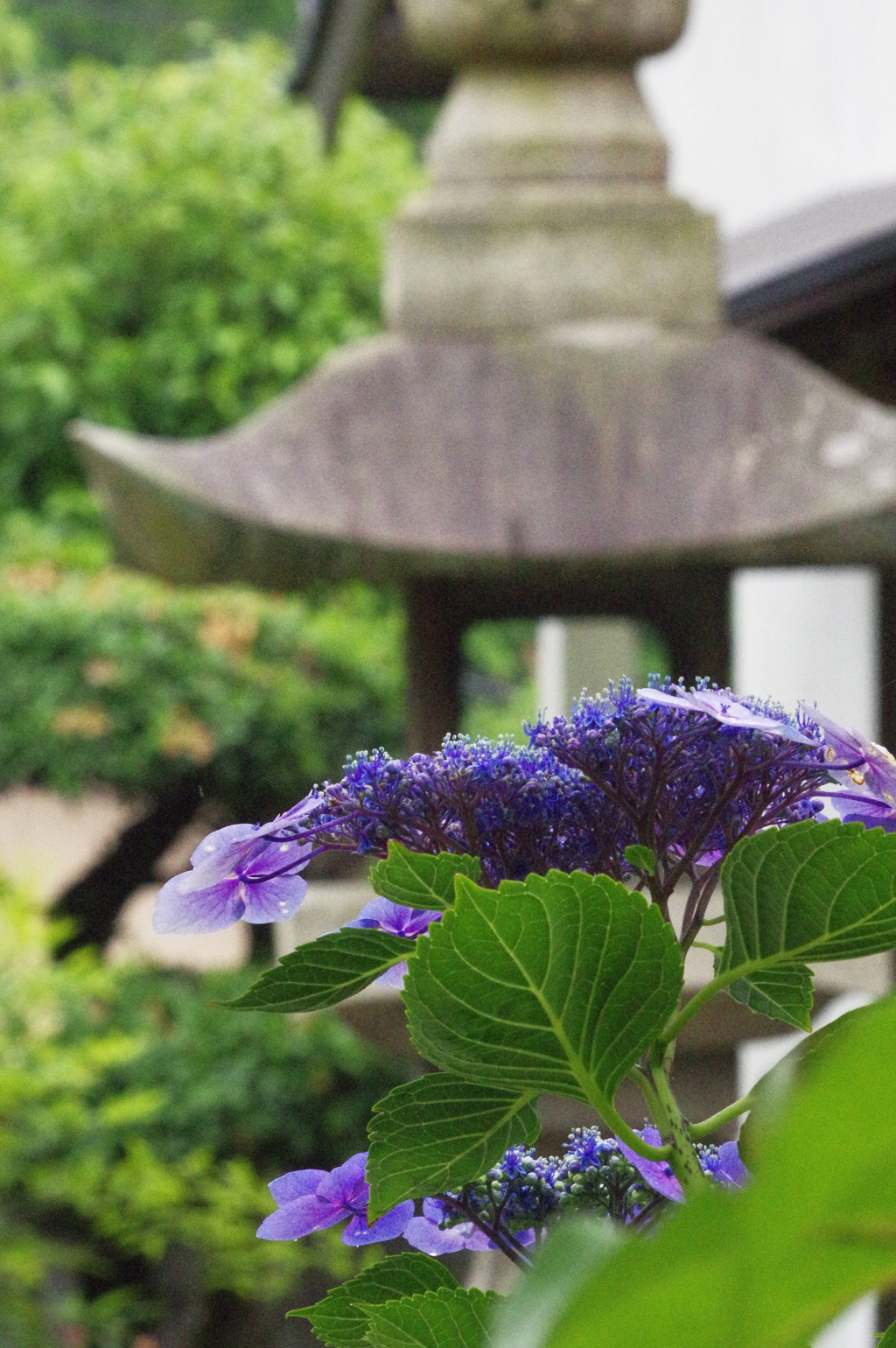 梅雨の中休み