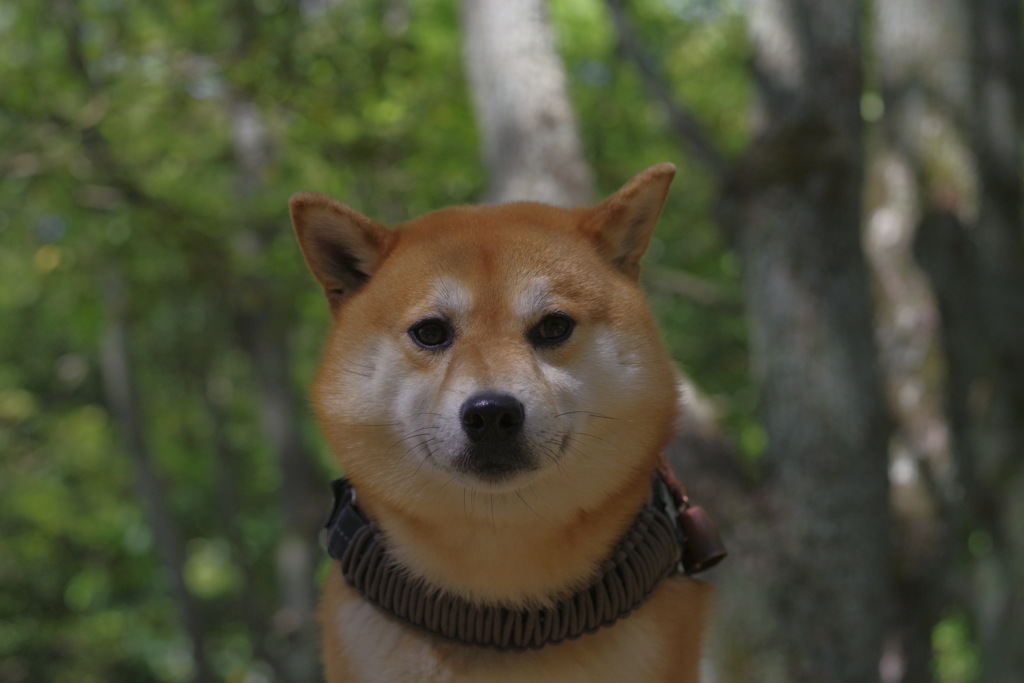 ぼく トンちゃんって言います