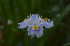 濡れた花弁
