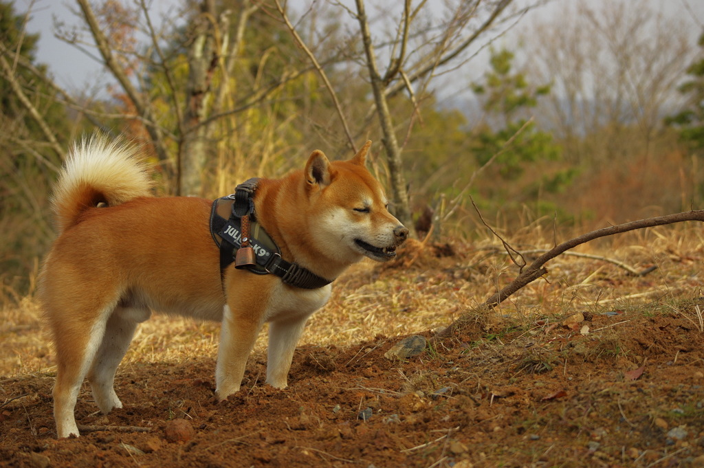 またやってしまった