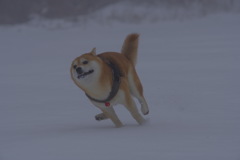 ピョンコピョンコ
