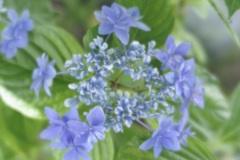 一昨年の母の日