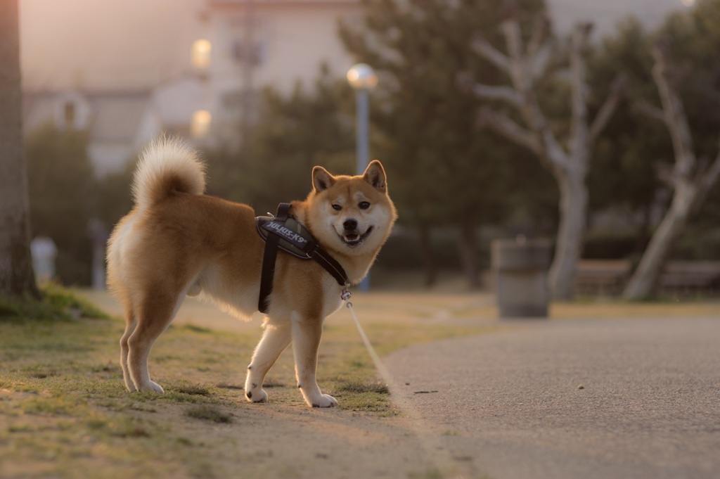 こっちだよ(*´꒳`*)