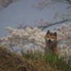 ベアおじさん