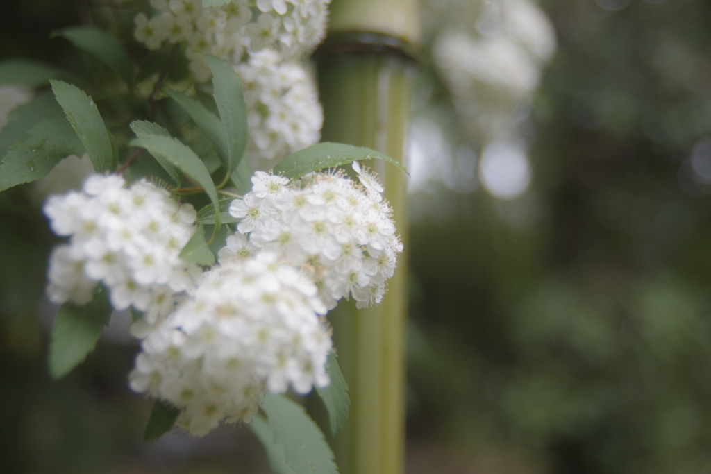 大名竹とコデマリ