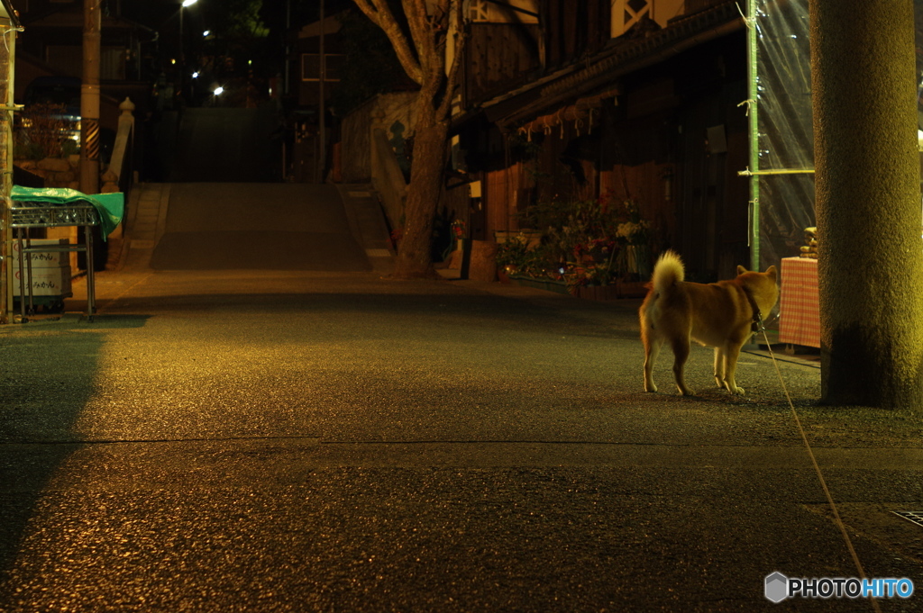 夜の参道 散歩道
