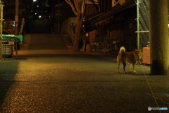 夜の参道 散歩道