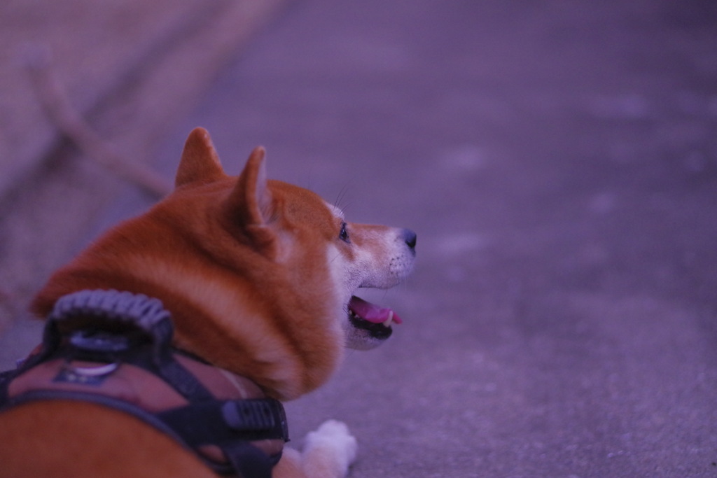 夕涼み