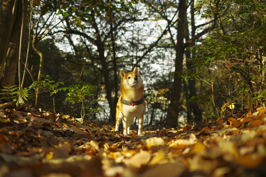 考える犬