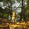 考える犬