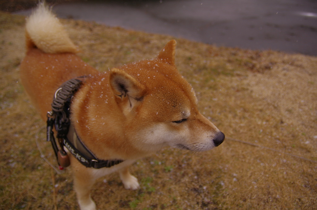 庭 駆け回らない