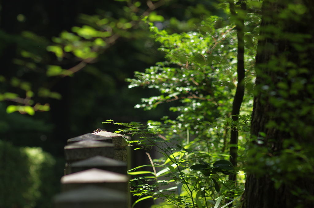 トンボも羽休め