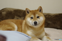 新品のシーツ気持ちいいね