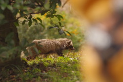 行く年 行くタヌキ