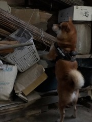 探し物はなんですか〜