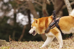 トンちゃん行きまっす