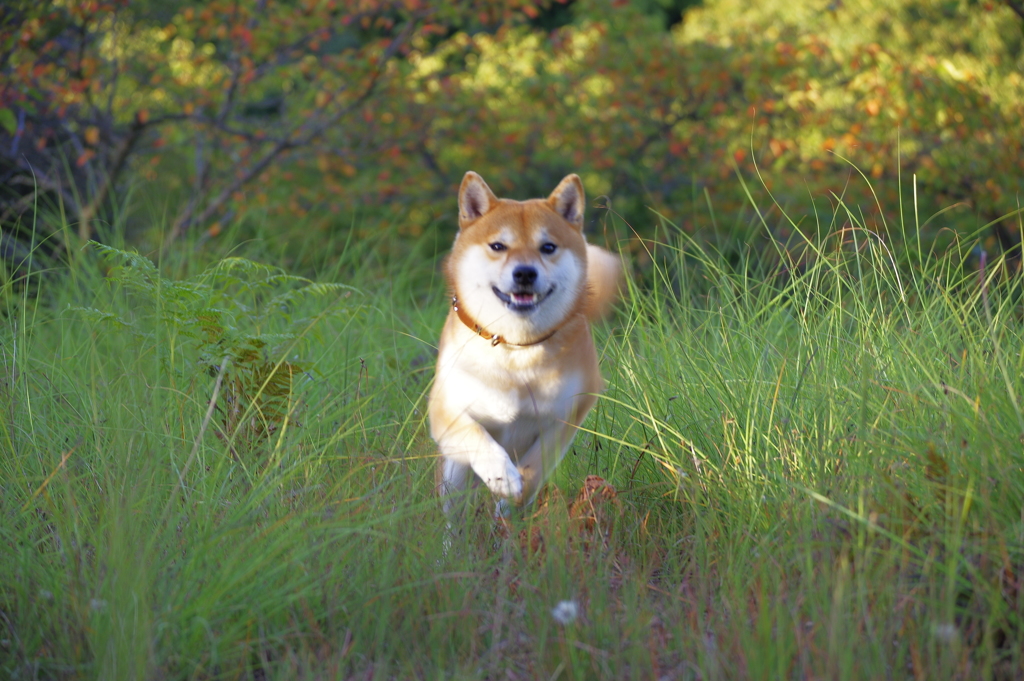 ぴょんぴょんぴょん