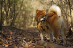 やっぱり山