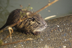 甲羅干し