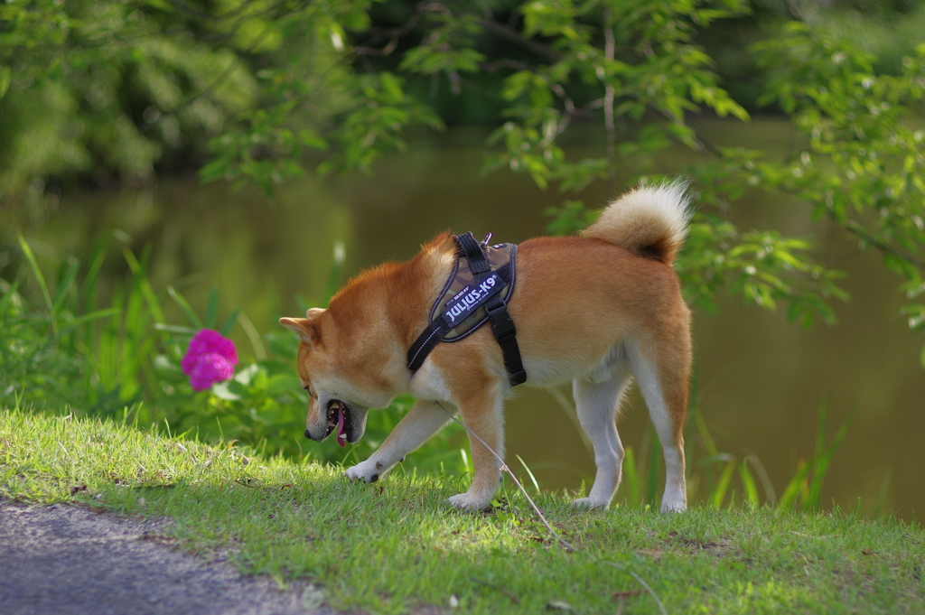 花よりさんぽ