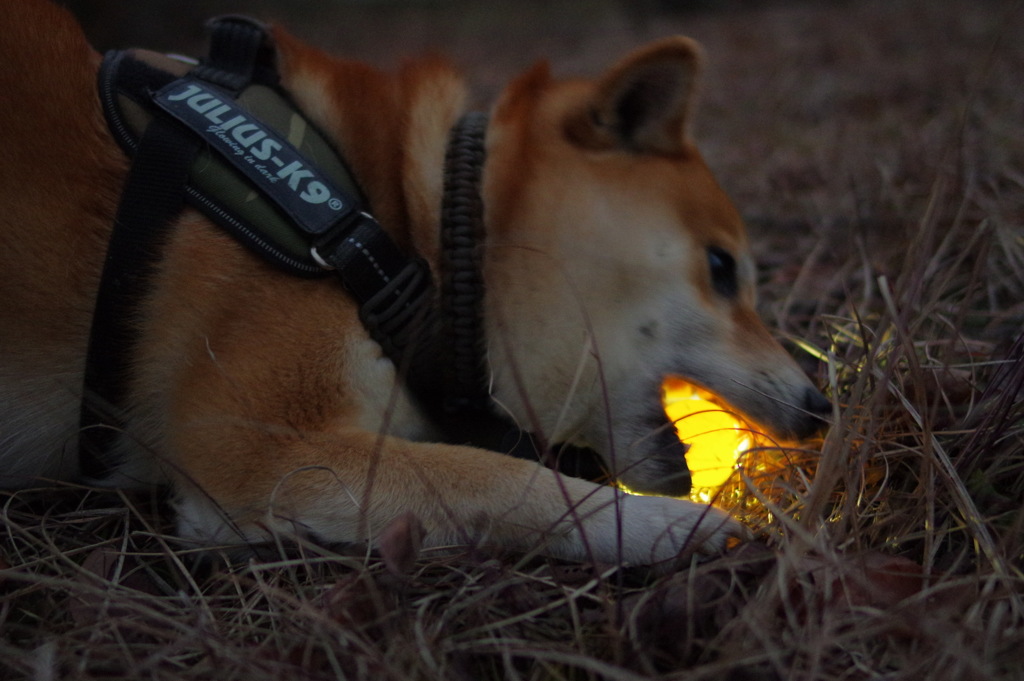 出でよシェンロン